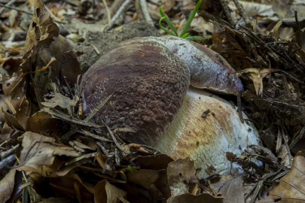 boletus-pinophilus-1-copia186ED78A-C09C-98B8-6D77-FF7C7FB9E885.jpg