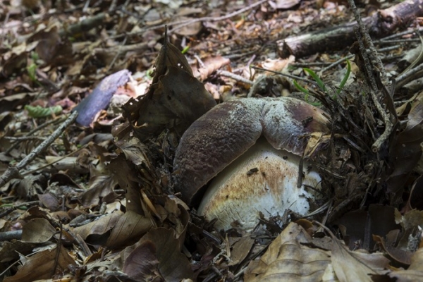 boletus-pinophilus-3-copia460827E7-8161-C25A-B49C-4257A8681E53.jpg