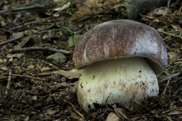 boletus-pinophilus-4-copia3498898E-BEF8-8E3A-C97D-C93906021B4E.jpg