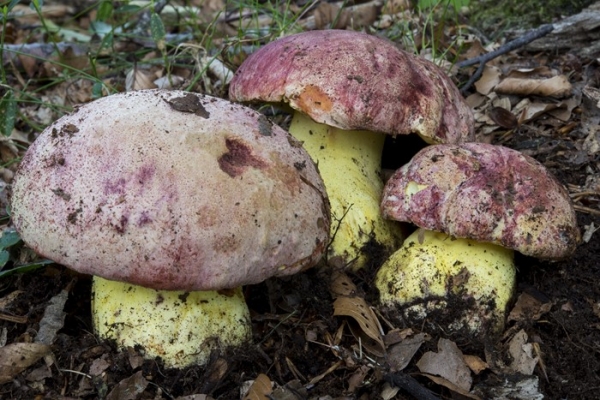 butryboletus-regius-1-copiaA6D4B03B-2547-D0F4-315F-1BA4198B9DDC.jpg