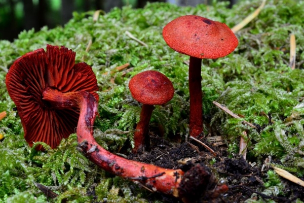 cortinarius-semisanguineus2282E5553-5965-4CE2-518D-913105568A5F.jpg