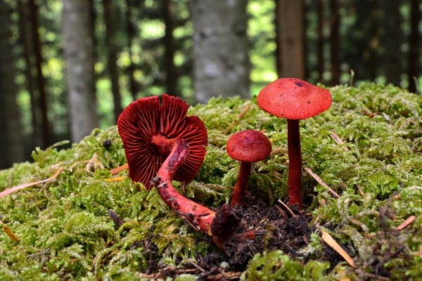 cortinarius-semisanguineusB5A268DB-2314-A032-E6BE-A9D893E29348.jpg