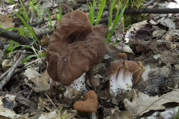 gyromitra-fastigiata-copia88339242-B32F-C826-4712-619EC8D59234.jpg