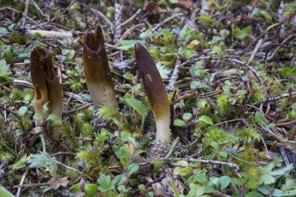 helvella-sp-copia4B3B03CA-A8B4-C9D4-05BC-08B3789AA529.jpg