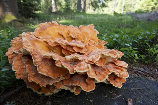 laetiporus-sulphureus-1-copia3546F328-11B4-600C-3CCB-2E089DD90F84.jpg