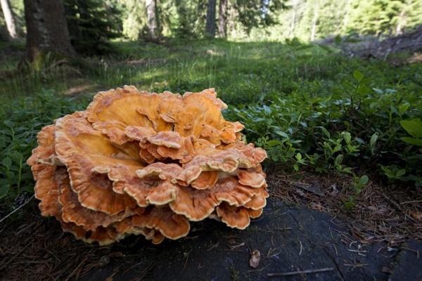 laetiporus-sulphureus-2-copia5F773465-990B-1EC5-91A2-731C9C056E25.jpg