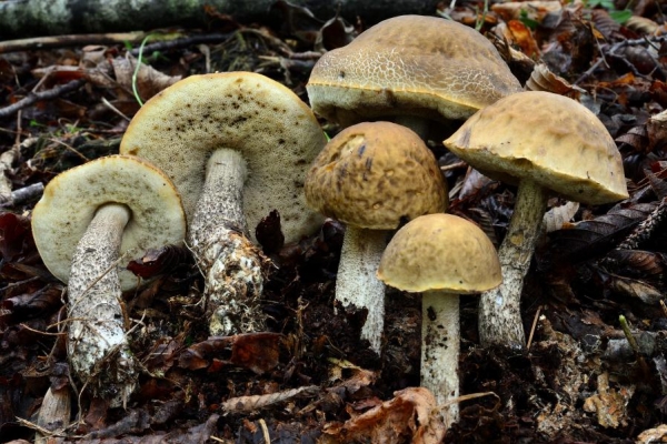 leccinum-012E5DCB72-0616-9AF7-2396-DF80476D4EB7.jpg