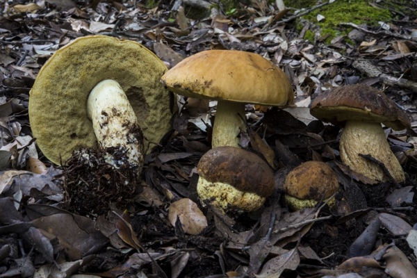 leccinum-lepidum-2-copia793F6AAA-403C-6ED4-B44E-F4E3A366DC87.jpg