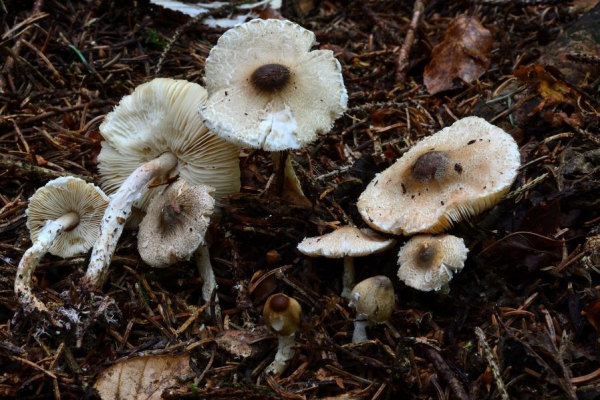 lepiota6A4D118B-8B03-C1DE-665D-C5B6D60A36CF.jpg