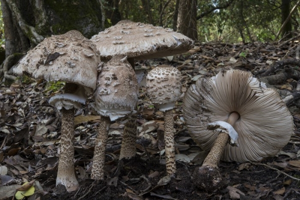 macrolepiota-procera-copia3F80E1D9-2CF9-AB5E-BFC1-3BE61DB033D6.jpg