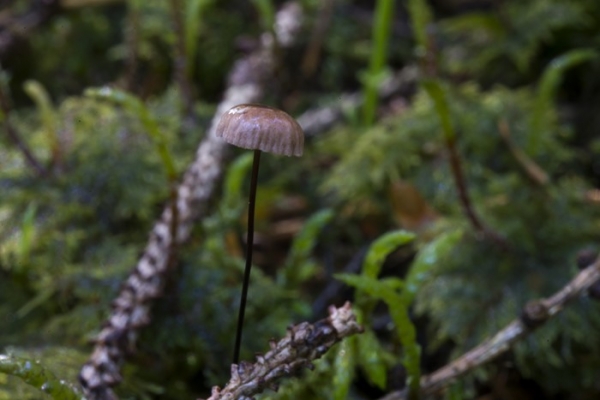 mycena-sp-2-copia99A8D4AA-8839-66D2-1A7B-6A2262F77225.jpg