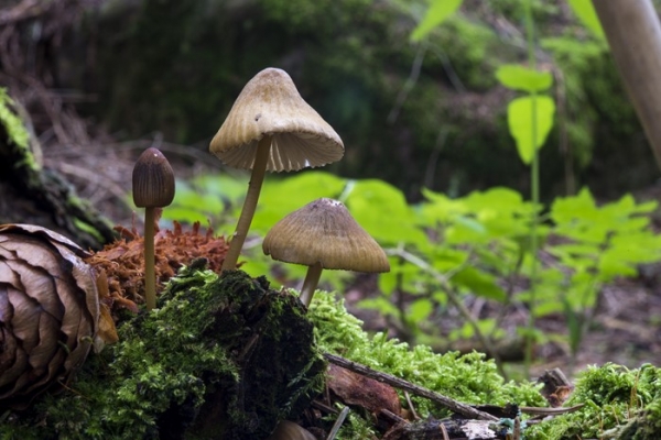 mycena-sp-3-copia4023012C-1F81-64EE-A606-DB6B7A3790BD.jpg