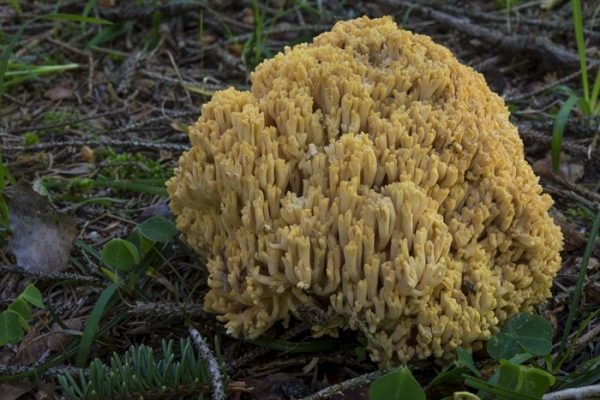 ramaria-sp-1-copia5CFEF74D-2009-AB6E-B31C-00CD9D45B000.jpg