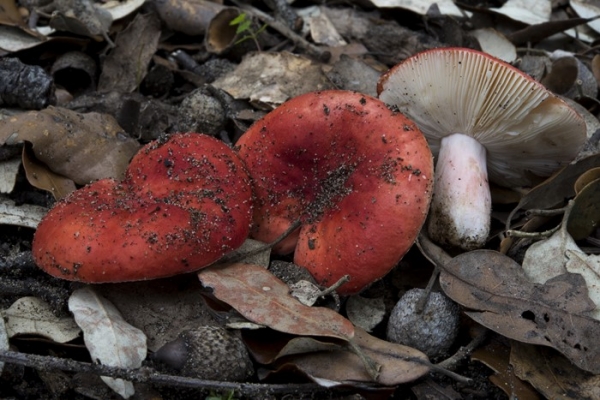 russula-persicina-copia330EF53D-8C5D-6DB1-959D-AF325768936E.jpg