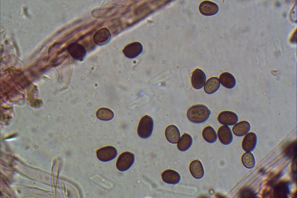 agaricus-bisporus-1000-9-copia4CF97250-7DE9-E965-20F2-421970535509.jpg