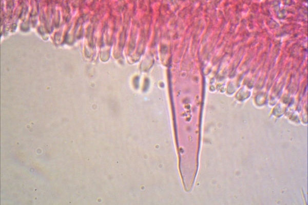 strobilurus-tenacellus-cistidi-1000-4-copia7CE68846-98B2-7987-0257-D86F6C8C7C8A.jpg