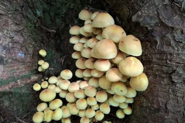 hypholoma-fasciculare-001-copia5216BD11-737C-09E5-BFCA-8006C6EBE831.jpg