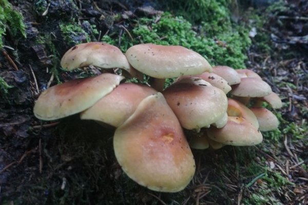 hypholoma-fasciculare-002-copia63FC07B9-FC5A-69A0-CC9E-6CFA8A664E6F.jpg