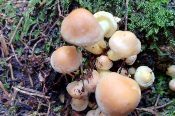 hypholoma-lateritium-018-copiaBC9DF9EC-79C1-114D-6586-80BE7A495AB7.jpg