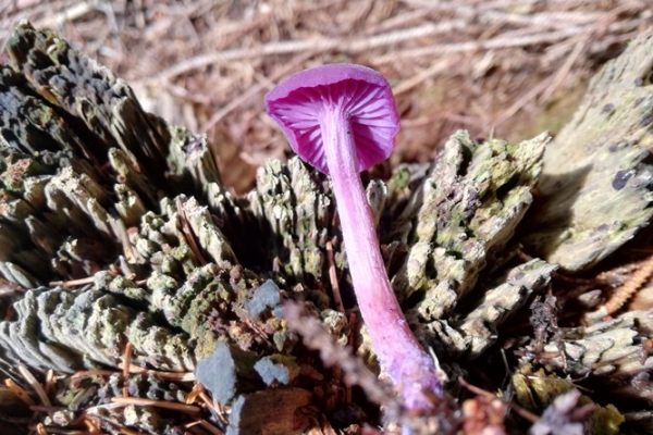 laccaria-amethystina-006-copia2D4393F7-579B-FAE7-DF98-5511A9B62A9D.jpg