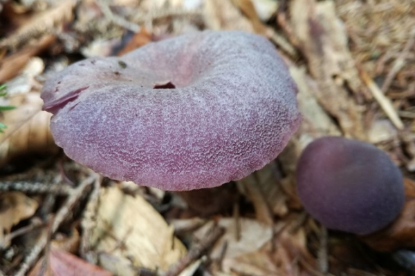 laccaria-amethystina-010-copia65601069-F3D4-0F8C-B3BA-A1677C655A79.jpg