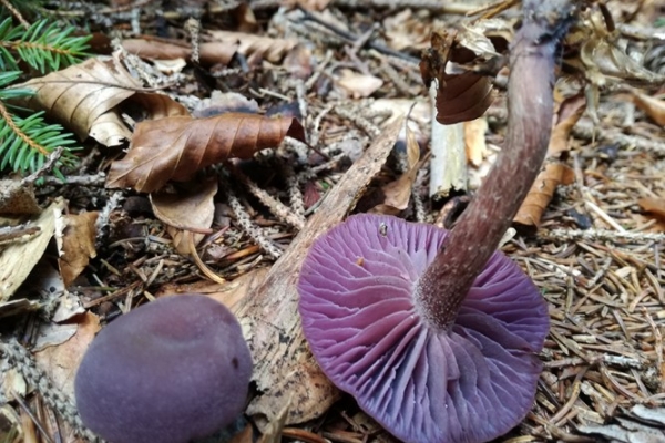 laccaria-amethystina-012-copiaB118AF9B-818F-961F-6BEC-9071DCCFDF3F.jpg