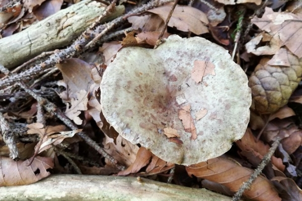 lactarius-blennius-009-copiaA56F1985-DC4F-38A3-CE67-0AF42494FD38.jpg