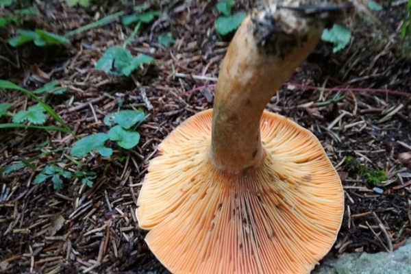 lactarius-deterrimus-002-copiaB5B5EECB-6DB1-89E5-F1AA-9E811996CE1C.jpg