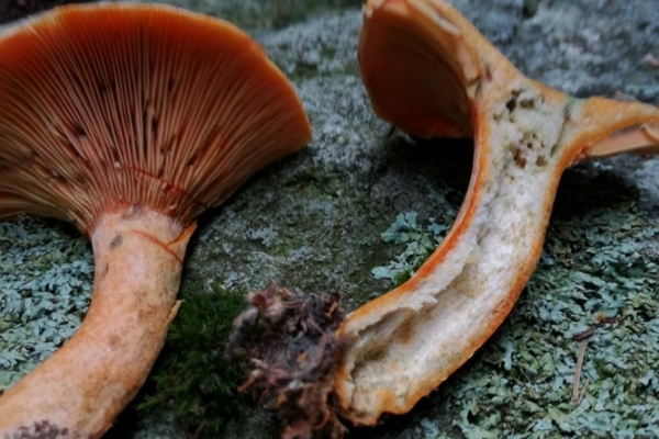 lactarius-deterrimus-004-copia80B610C9-0FE5-FDB9-EC12-4EA2A788837E.jpg