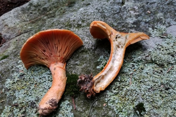 lactarius-deterrimus-005-copia00F89AB0-FC03-D89C-9E24-5F56AEB5F065.jpg