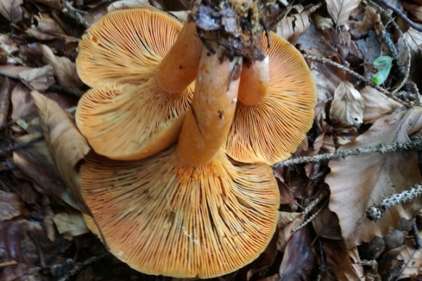 lactarius-deterrimus-010-copia7B8E5642-D837-BEA4-1A37-B0EA4181D325.jpg