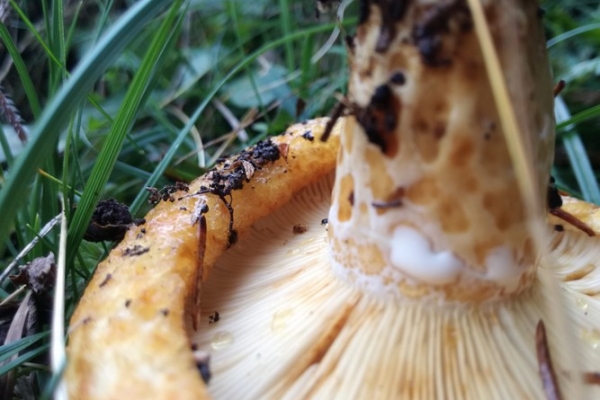 lactarius-intermedius-008-copia8822C108-0023-CDF6-5810-EFE25E45F14A.jpg