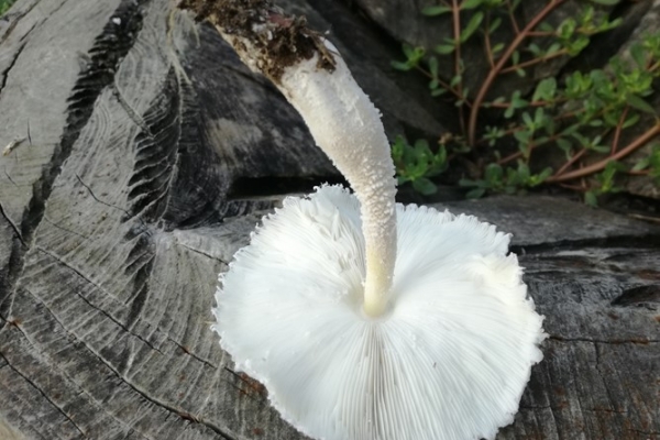 leucocoprinus-cretaceus-003c-copia9B50142D-0A99-9002-0929-74E520C74F88.jpg