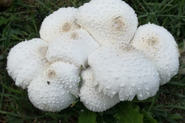 leucocoprinus-cretaceus-011-copia57DFA7B3-FAD5-EECE-4F59-1686F439B74E.jpg