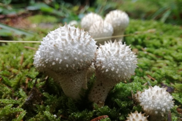 lycoperdon-perlatum-001-copia0DB6DF59-7CF1-94CA-0EC3-CF0639B8D4D0.jpg