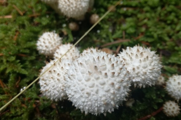 lycoperdon-perlatum-002-copia0971906B-14F0-9E8F-3CAE-897A4E6E2FB2.jpg