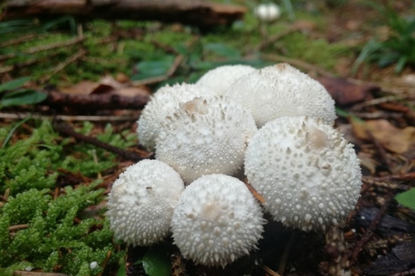 lycoperdon-perlatum-004-copiaAC403F22-A675-407F-A712-4CBC90D34D15.jpg