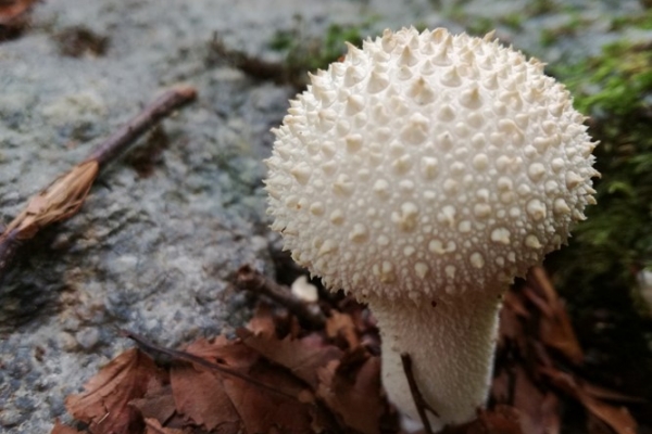 lycoperdon-perlatum-008-copia0397717A-8FC0-4DFE-303E-A16FF6E18BC4.jpg