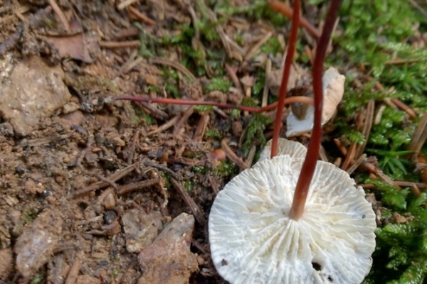 marasmius-scorodonius-004-copia1958A2E1-91CC-316A-B7A0-57A4F2987167.jpg