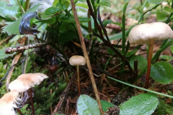 marasmius-scorodonius-006-copia1E75ECC0-E844-B22A-508C-DD45C377D8D9.jpg