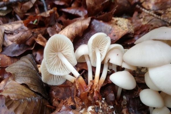 marasmius-wynneae-003-copiaA9E93A7F-AE96-DBB4-1191-632F8211B2CF.jpg