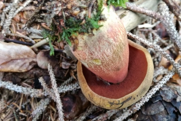 neoboletus-luridiformis-001-copiaE5FEA991-966D-E85B-3DE4-591323F3F2CC.jpg