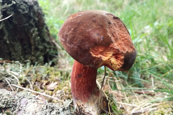 neoboletus-luridiformis-005-copia5ED8CB25-8094-8B72-34A8-A97DDEB50C34.jpg