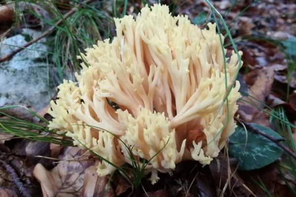 ramaria-flavescens-001-copia2C2D7FFD-B097-D0D8-FA1B-FC11C04A91EB.jpg