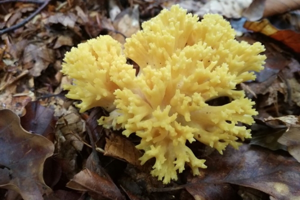 ramaria-flavescens-003-copiaD171F36F-75CE-156B-4199-382E20343D1C.jpg