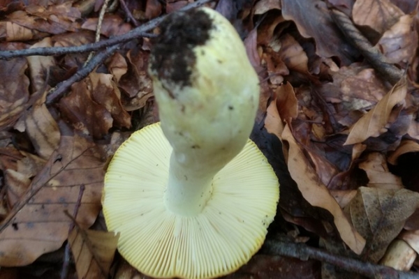 russula-aurea-005-copia9A50612F-FEB9-A68E-182C-817F54EAF6DF.jpg