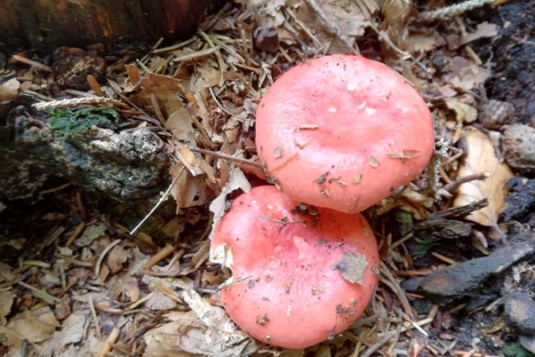 russula-emetica-001-copia0FB1F871-9D53-BFA3-0BDE-166D4088F6C0.jpg