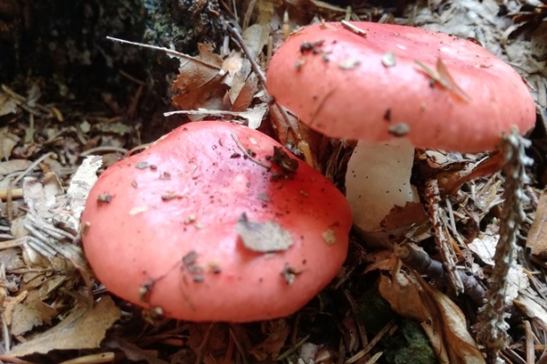 russula-emetica-002-copia1EEE4328-4F1E-813F-EB30-ABDC6DD276E2.jpg