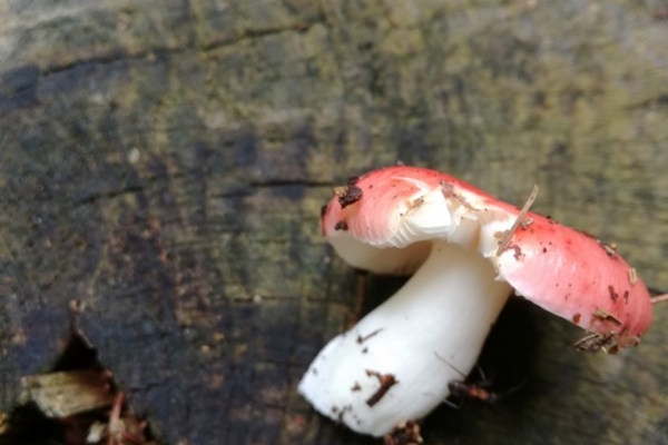 russula-emetica-005-copia9A01B625-AE45-2A2E-FB07-AEFBFBCE7BA5.jpg