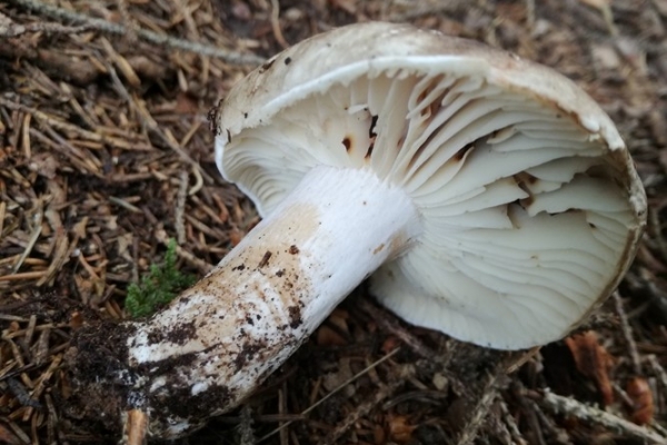 russula-nigricans-003-copiaF477A387-6D70-8CD6-D75B-E91E0B006946.jpg